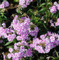  Wiesen Flammenblume Natasha - Phlox Maculata