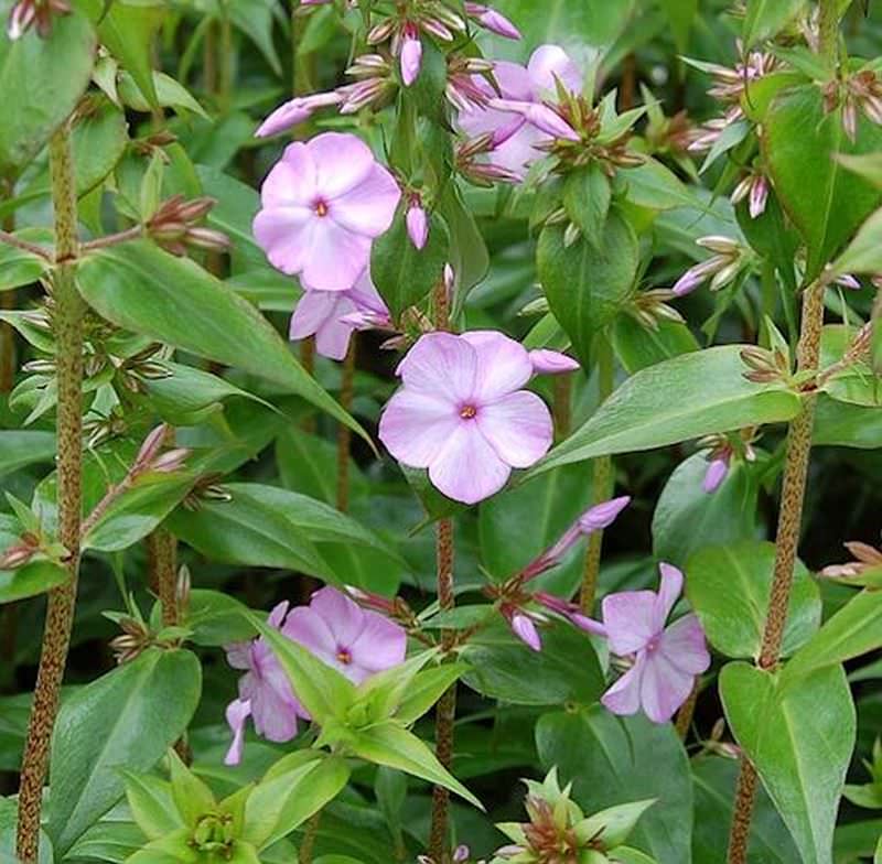  Wiesen Flammenblume Rosalinde - Phlox Maculata