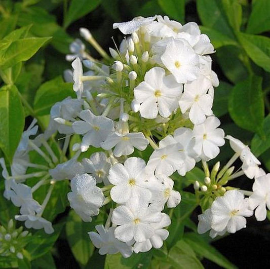  Hohe Flammenblume Fujiyama - Phlox Paniculata