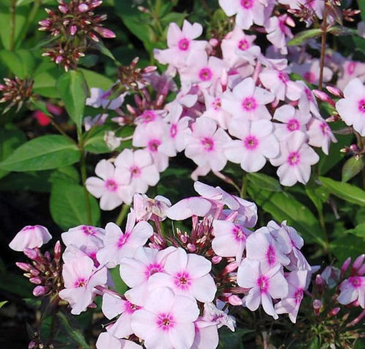  Hohe Flammenblume Kirmeländer - Phlox Paniculata