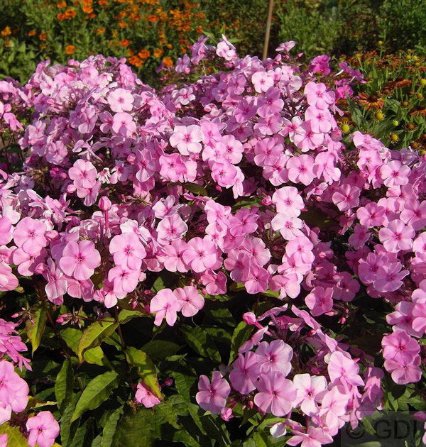  Großblättrige Flammenblume Minnehaha - Phlox Amplifolia