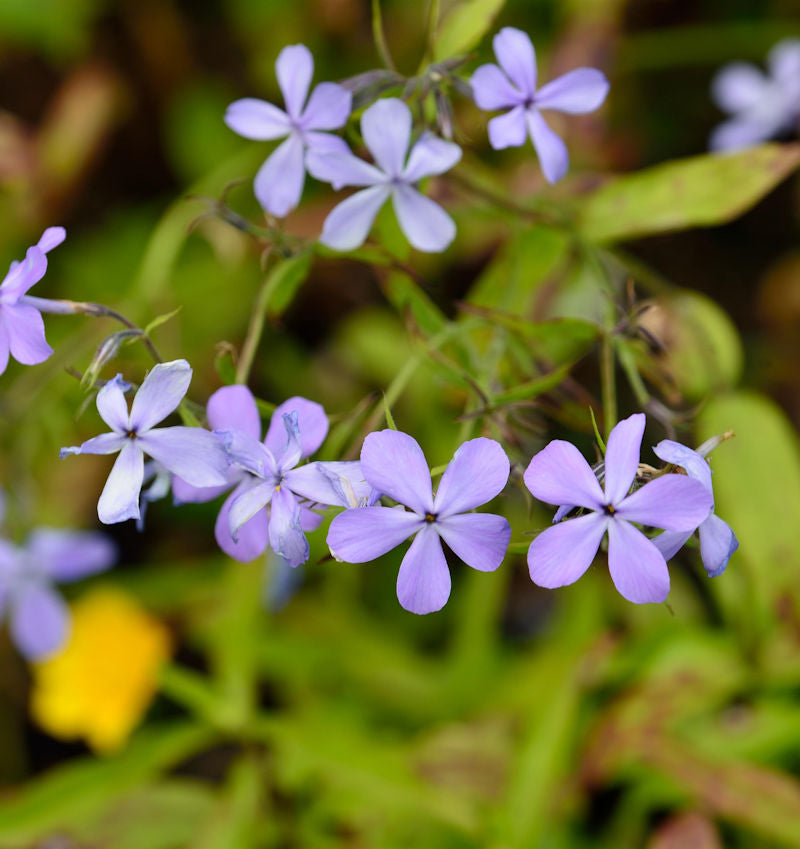  Niedrige Flammenblume Blue Moon - Phlox Divaricata
