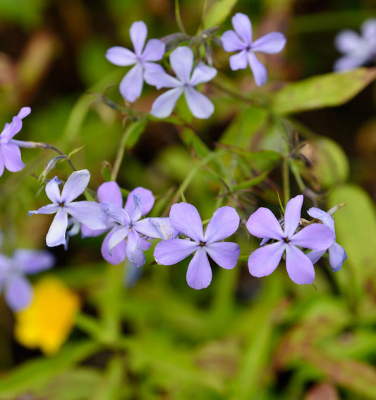  Niedrige Flammenblume Blue Moon - Phlox Divaricata
