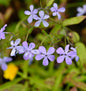  Niedrige Flammenblume Blue Moon - Phlox Divaricata
