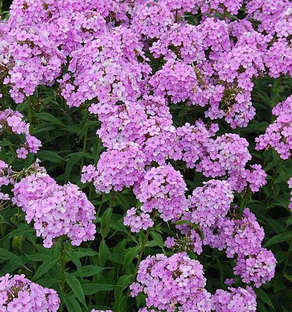  Hohe Flammenblume Hesperis - Phlox Paniculata
