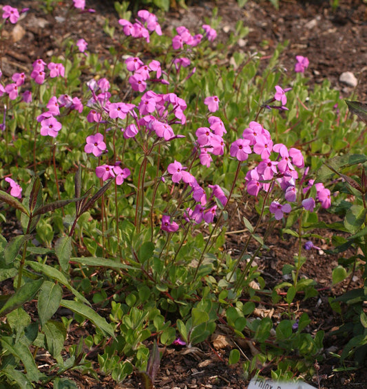  Hohe Flammenblume Jules Sandeau - Phlox Paniculata