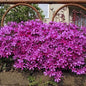  Niedrige Flammenblume Atropurpurea - Phlox Subulata