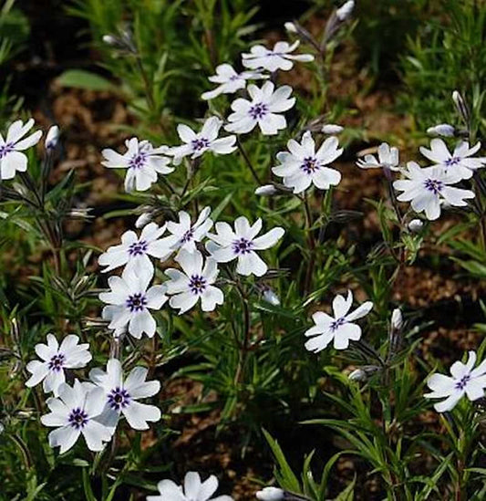  Niedrige Flammenblume Bavaria - Phlox Subulata