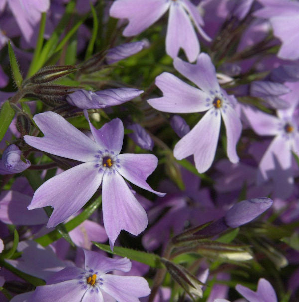  Teppich Phlox G. F. Wilson - Phlox Subulata