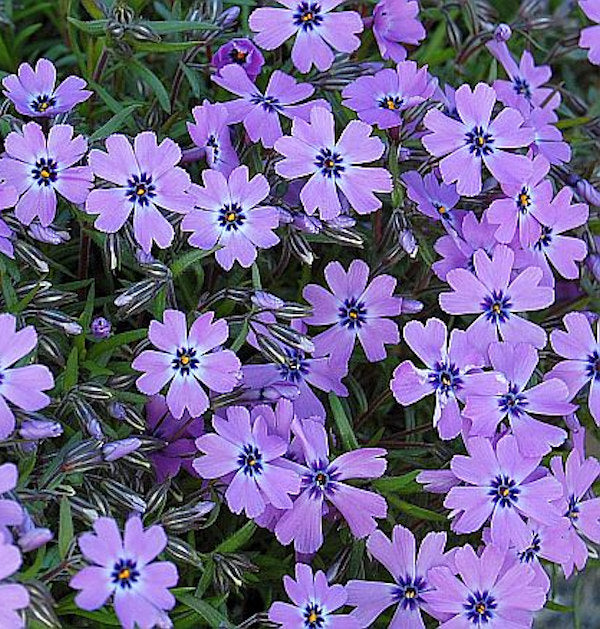  Teppich Phlox Purple Beauty - Phlox Subulata