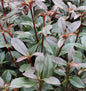  Hochstamm Glanzmispel Devils Dream® 40-60cm - Photinia Fraseri