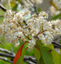  Hochstamm Glanzmispel Carre Rouge 80-100cm - Photinia Fraseri