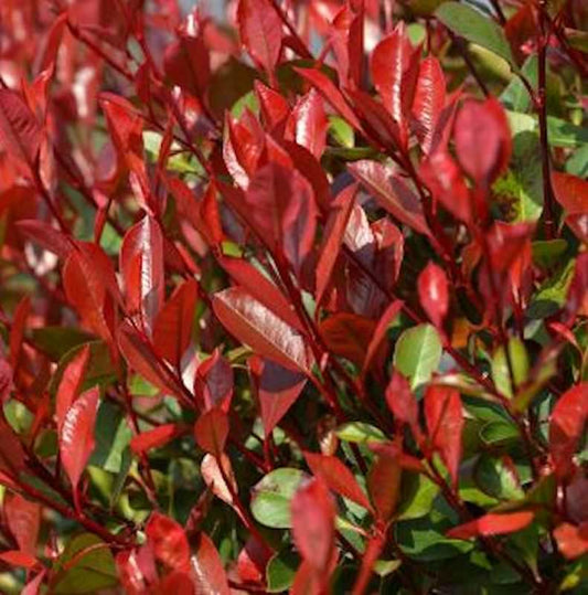  Glanzmispel Dicker Toni 80-100cm - Photinia Fraseri