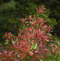  Glanzmispel Little Fenna 30-40cm - Photinia Fraseri