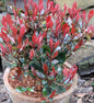  Glanzmispel Little Red Robin 40-60cm - Photinia Fraseri
