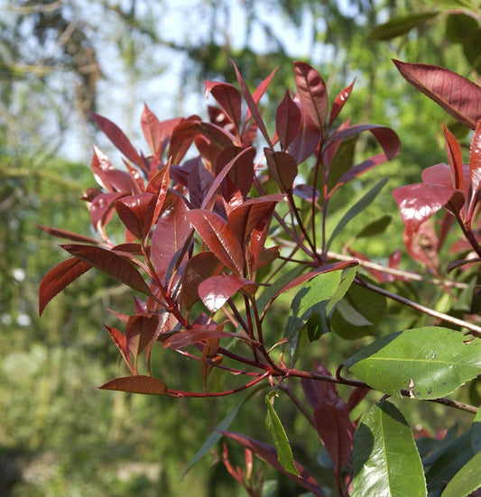  Glanzmispel New Red 60-80cm - Photinia Fraseri