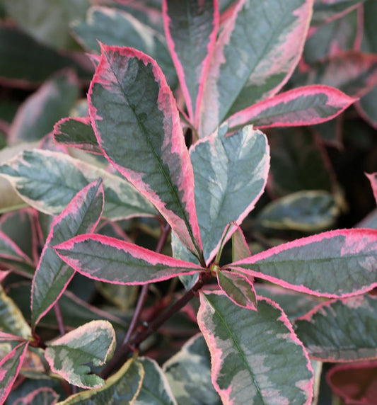  Glanzmispeln Pink Marble 80-100cm - Photinia Fraseri