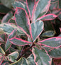  Glanzmispeln Pink Marble 80-100cm - Photinia Fraseri