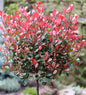  Hochstamm Glanzmispel Red Robin 60-80cm - Photinia Fraseri