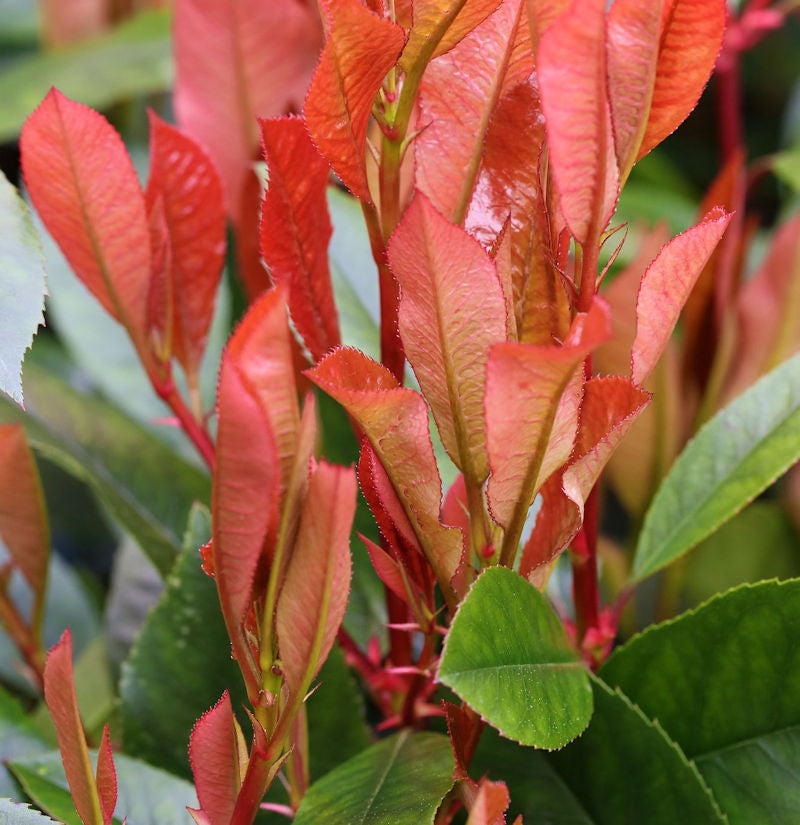  Glanzmispel Red Robin 60-80cm - Photinia Fraseri