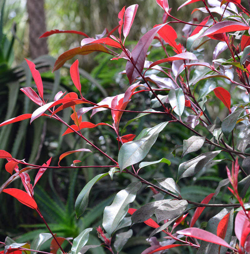  Glanzmispel Red Select 30-40cm - Photinia Fraseri