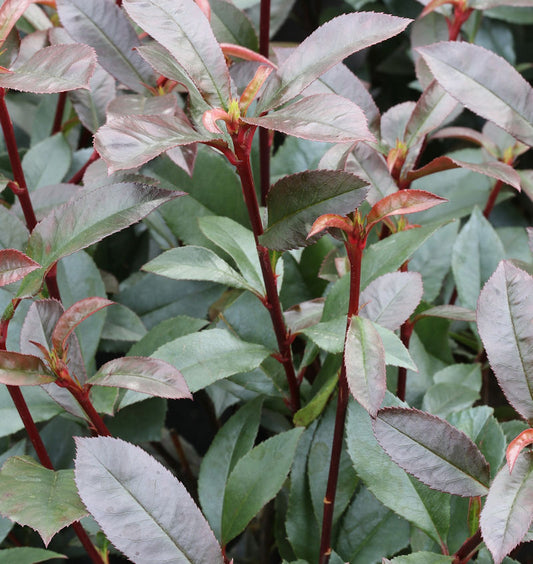  Kompakte Glanzmispel 60-80cm - Photinia Fraseri