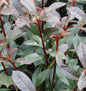  Kompakte Glanzmispel 60-80cm - Photinia Fraseri