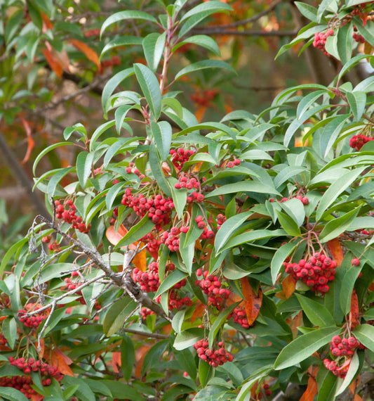  Glanzmispel Niitakayamensis 40-60cm - Photinia Niitakayamensis