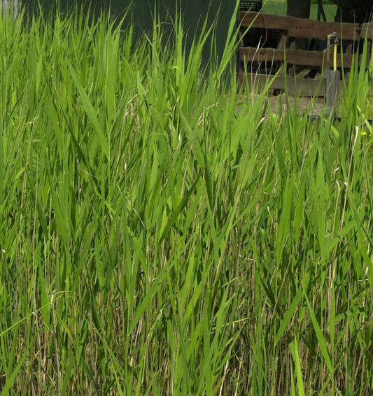 Schilfrohr - Phragmites Australis