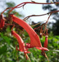  Kap Fuchsie - Phygelius Capensis
