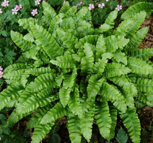 Hirschzungenfarn Crispa - Phyllitis Scolopendrium