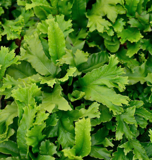  Hirschzungenfarn Digitata Cristpa - Phyllitis Scolopendrium