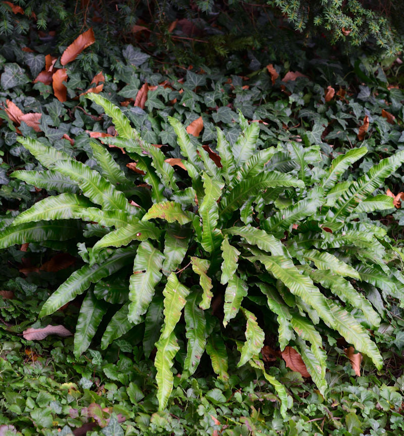  Hirschzungenfarn Undulata - Phyllitis Scolopendrium