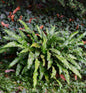  Hirschzungenfarn Undulata - Phyllitis Scolopendrium