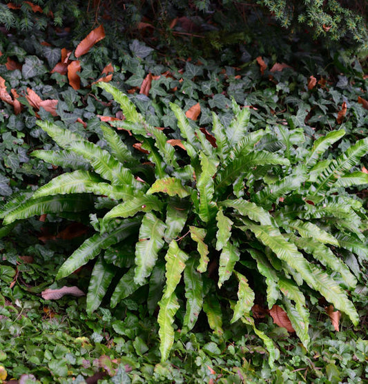  Hirschzungenfarn - Phyllitis Scolopendrium