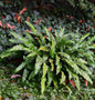  Hirschzungenfarn - Phyllitis Scolopendrium