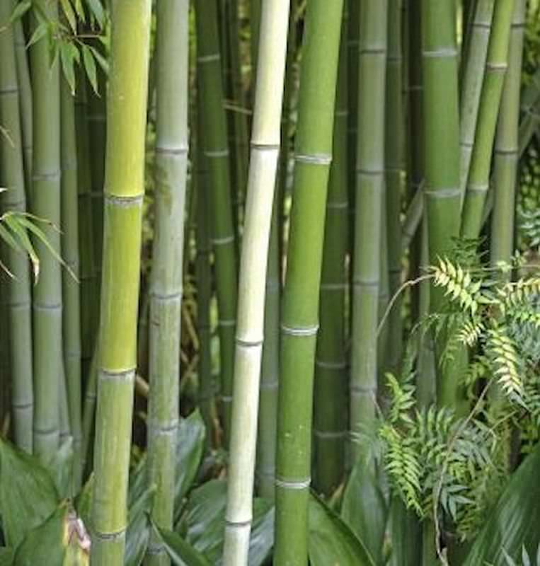  Wasser Bambus Green Perfume 80-100cm - Phyllostachys Atrovaginata