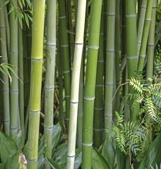  Wasser Bambus Green Perfume 80-100cm - Phyllostachys Atrovaginata