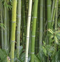  Wasser Bambus Green Perfume 80-100cm - Phyllostachys Atrovaginata