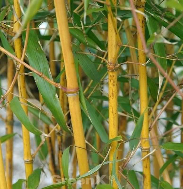  Goldener Peking Bambus 100-125cm - Phyllostachys Aureocaulis