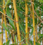  Goldener Peking Bambus 100-125cm - Phyllostachys Aureocaulis