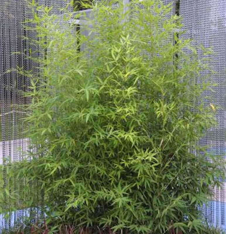  Gartenbambus 100-125cm - Phyllostachys Bissetii