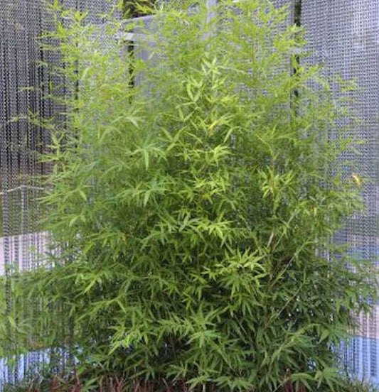  Gartenbambus 100-125cm - Phyllostachys Bissetii