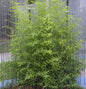  Gartenbambus 100-125cm - Phyllostachys Bissetii