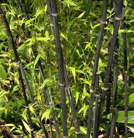  Schwarzrohrbambus 100-125cm - Phyllostachys Nigra