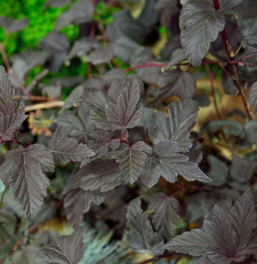  Blasenspiere All Black® 60-80cm - Physocarpus Opulifolius