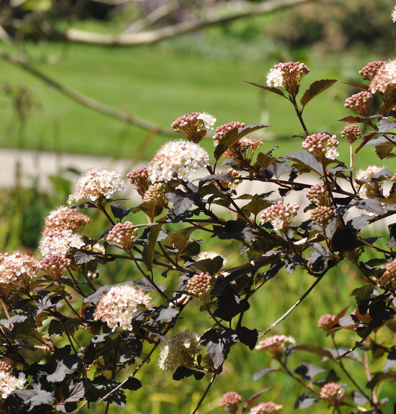  Fasanenspiere Midnight 30-40cm - Physocarpus Opulifolius Midnight