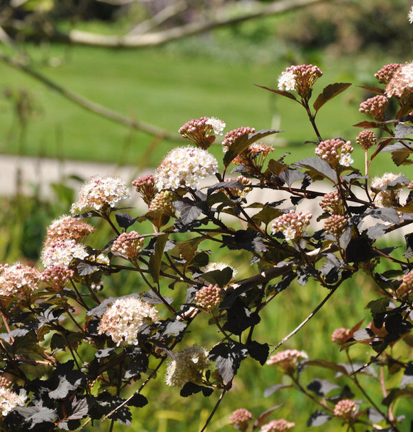  Fasanenspiere Midnight 30-40cm - Physocarpus Opulifolius Midnight