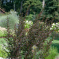 Blasenspiere Compacta Red 60-80cm - Physocarpus Opulifolius