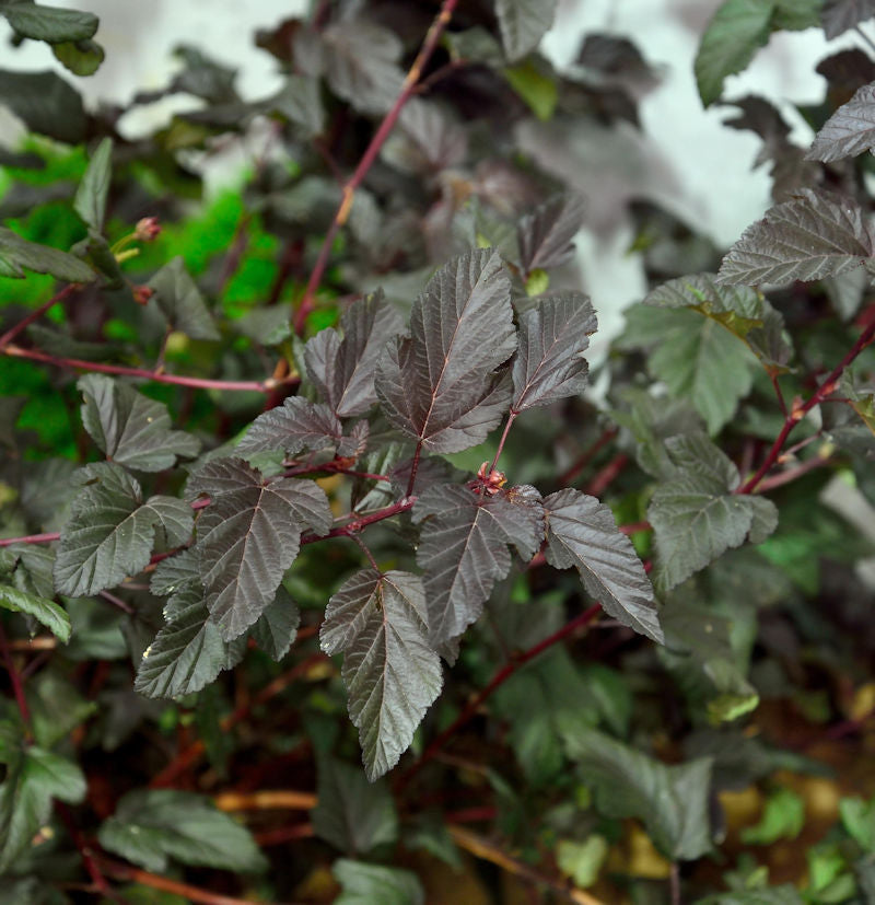  Blasenspiere Darts Red 100-125cm - Physocarpus Opulifolius